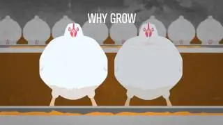 Meat/Culture - Simple Process, Simple Product