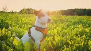 &ldquo;Cinematic Calm: Sky, Water, Animals & Timeless Village Landscapes&rdquo;