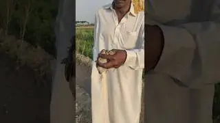 Quail hunting $$ batair Ka Shikar neating Quail in Pakistan 2024#shorts
