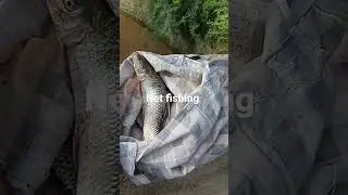 baadh me rewa fish pakda 😍😋😃#viral #shortsfeed #fishing