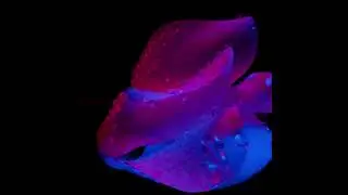 White Cyclamen from the Album : Colors       #paintwithlight