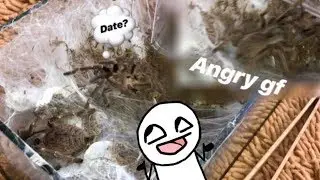 Unsuspecting MALE tarantula DODGES his HUNGRY GIRLFRIEND ..