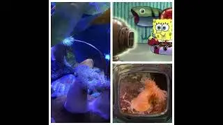 I found SpongeBob characters at New Orleans