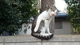 スローモーション毛づくろい