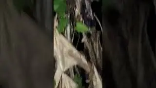 berburu burung ruak ruak di malam hari