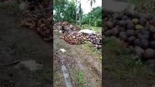 Village Life In The Philippines I How to Sell Coconuts In The Market?