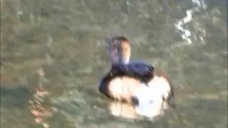 Pied-billed Grebe at Piper Spit
