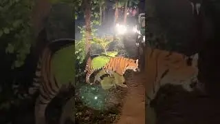 Tiger in Tadoba National Park video Shot by Guide #tiger #tigersighting #jungle #junglesafari #pench