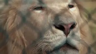 A safari is an amazing way to see Africa's wildlife. Experience the first Safari like no other GH