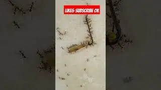 Semut membawa kaki belalang,semut nakal,rombongan semut,sarang semut #shortvideo #belalang #semut