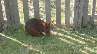 Belgian Hare