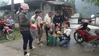 Harvest papaya in the forest and enjoy the wonderful taste - take it to sell