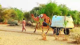 How do camels carry weight on a cart?