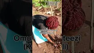 Omutwe omuteezi.. Alumwa eddagala lilino #Kawumpuli.. #Nabakyaala ku  0757299382/0762385418