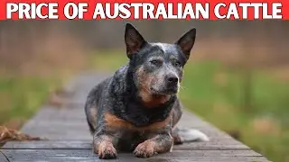 Australian Cattle Dog Price | How Much Does an Australian Cattle Dog Cost?
