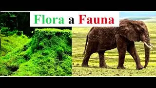 FLORA a FAUNA - czym się r&oacute;żnią