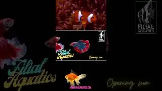 Filial aquatics- First aquascaping gallery in Madurai #aquarium #templecity #madurai