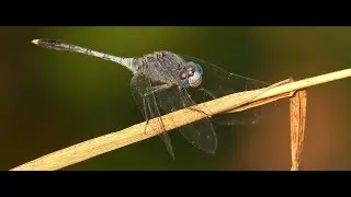 Dragonflies at Bued River
