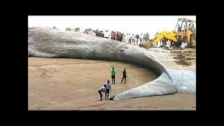 maiores animais do mundo 2017 2018