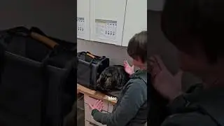 Ich geh da nicht rein #Tierarzt #Katze #Transportbox