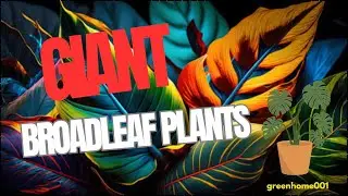#giant #leaf #plants/ #indoor  plants with broad #leaves