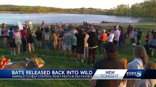 Bats released at Gray&rsquo;s Lake will play a role in protecting people and the ecosystem