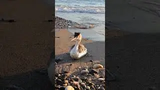 Птица странно себя ведет