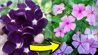 Menanam bunga vinca benihnya Warna impor tapi tumbuhnya warna lokal