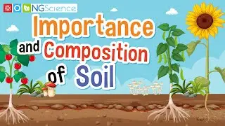 Importance and Composition of Soil