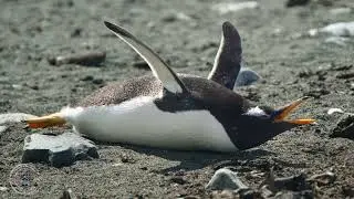 PONANT: Wildlife of the Subantarctic: Sea Lions, King, Gentoo & Royal Penguins (part 3) Ponant
