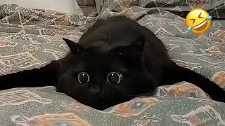 CATS That Will Make You Laugh So Hard 🤣 |Funny Cat Videos 2026