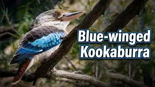 Blue-winged Kookaburra (Dacelo leachii ♀) / Haubenliest