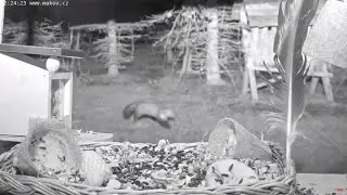 Stone Marten at Makov Animal Rescue - BWHQ - 10.27.20