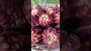OUR PERUVIAN CORN
