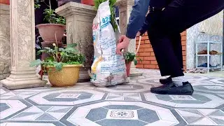 Mua Hoa Trà My | Chuyển Phát Nhanh Hay Gửi Xe Khách?