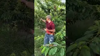 Massive cherry crop at Orchard View Cherries