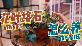 花叶络石怎么养？园艺师教你，花叶络石的详细养护技巧