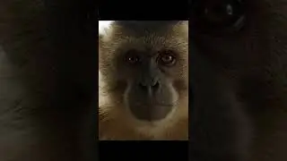The CEO of Monkeying Around #monkey #ceo #corporate #work #office #relatable #funny #viral #shorts