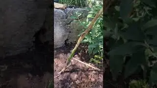 Чёрный бамбук black bamboo