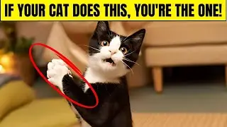 10 Special Things Cats Do Only for Their Favorite Person!