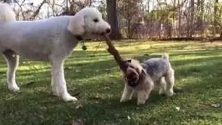 Albus and Arabella Fight Over a New Toy in the Backyard