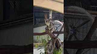 Kuranda Koala Gardens in Australia