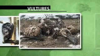International Vulture Awareness Day 2021- BirdLife