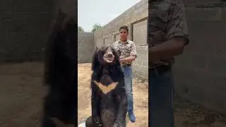 Asian black bear 🐻 | First Tamed Bear of Pakistan | 🇵🇰 #bears #wildlife #viral #trending #explore
