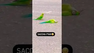 Dead parrot on the road parrot 😭 car 🚗 crash crushed by car #sorts #tarotreading #babyparrot#video#