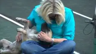 CELEBRATE WORLD ANIMAL DAY