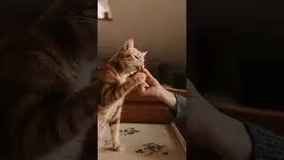 Can Cats See Ghosts? Exploring Supernatural Feline Myths