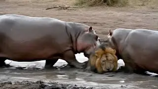2 Hippos vs 1 Lion &ndash; What Happens Next Is Shocking