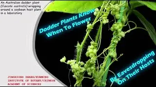 Dodder Plants Know When To Flower By Eavesdropping On Their Hosts | Daily Glimpse of Science| Plants