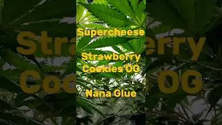 Cannabis clones day 1 - 7  NFSOT #cannabiscommunity #indoorgrowing #weed #marijuana #organic